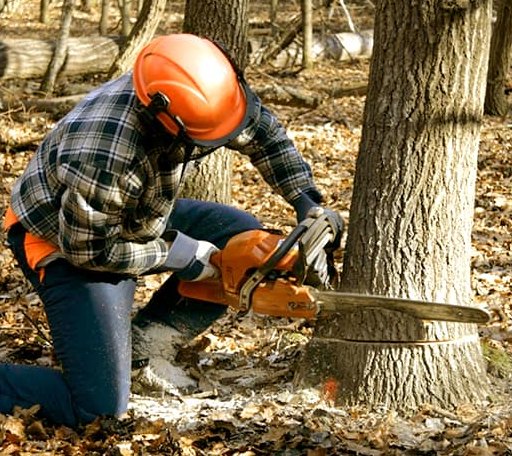 Tree Removal in Austwell, TX